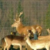 Eläinverkko Zn hitsattu 2,0x50 m muuttuva silmäkoko