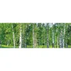 Välitilatarra Dimex Birch Grow 180-350x60cm